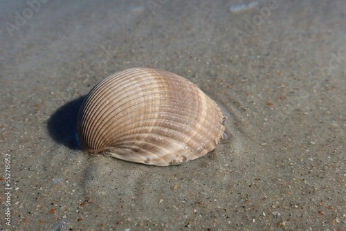 Beautiful brown seashell on sand background