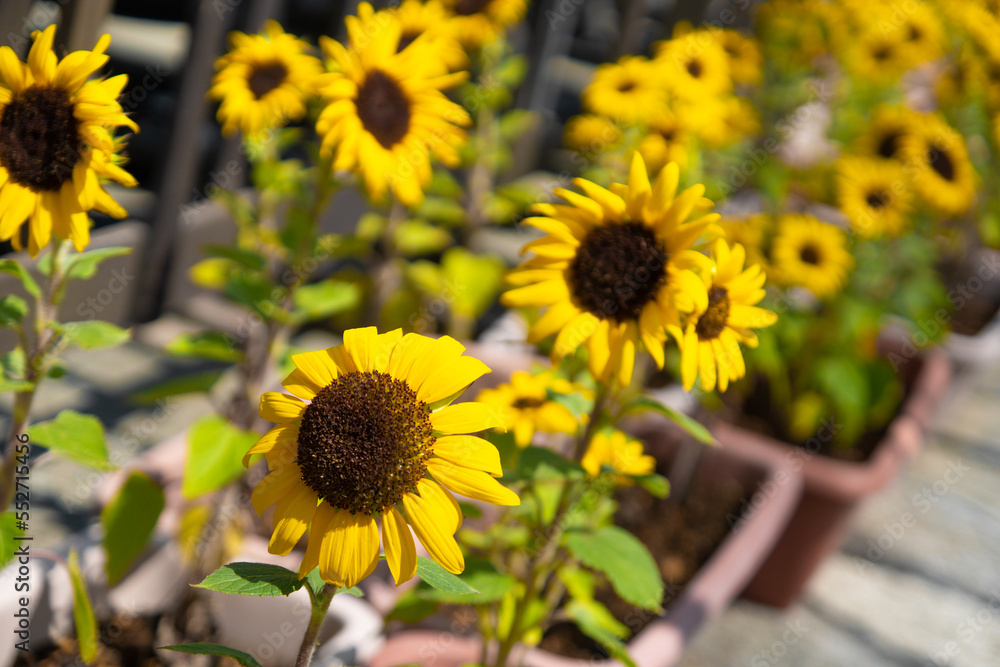 Fototapeta premium ひまわり