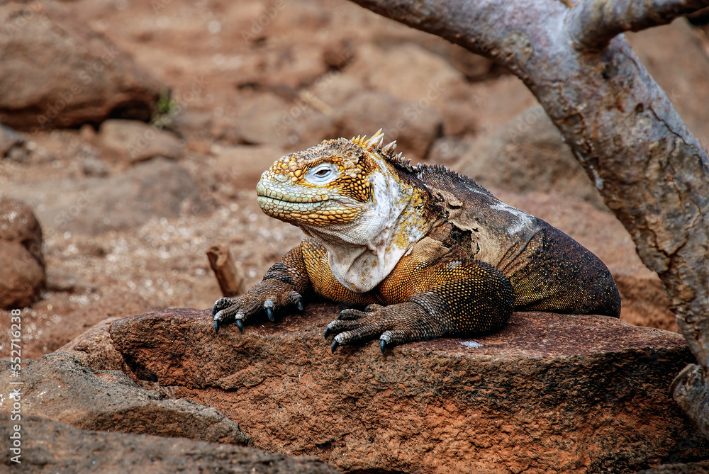 Endemic yellowish Galapagos land iguana on arid rocky land