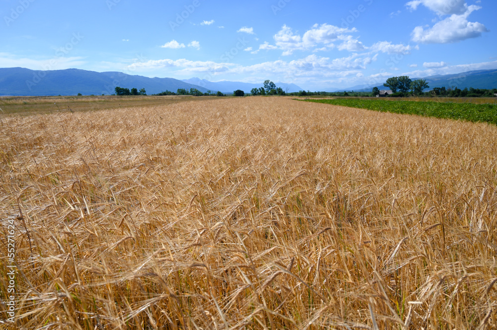 Golden rye in the field in summer. 
