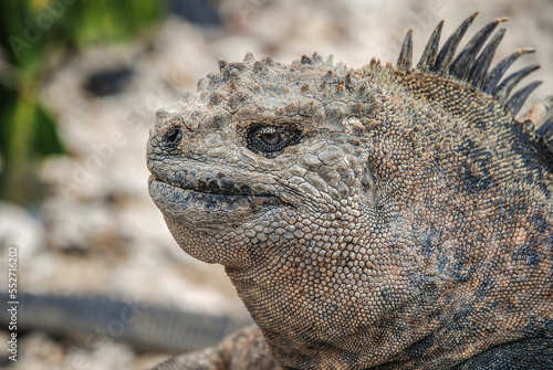 Endemic Galapagos Marine Iguana close-up