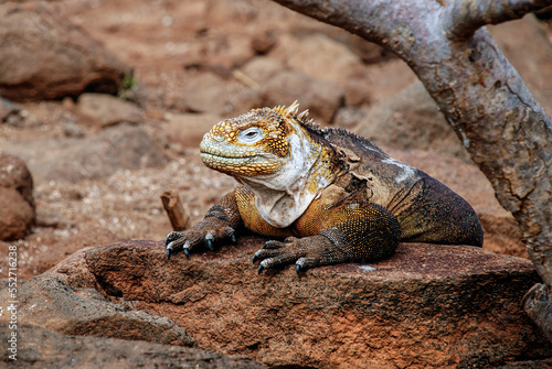 Endemic yellowish Galapagos land iguana on arid rocky land