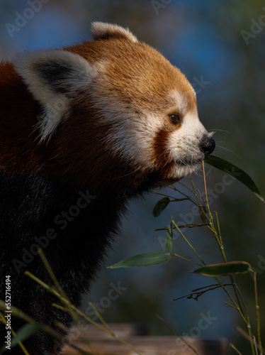 Photography red panda eating bamboo