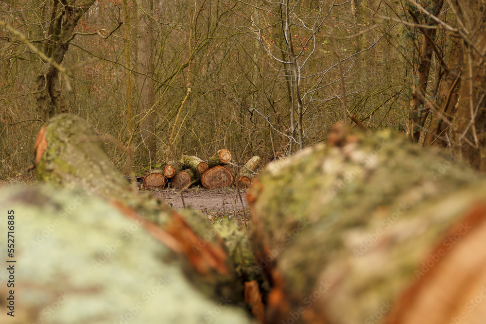 Tree stumps in an european park