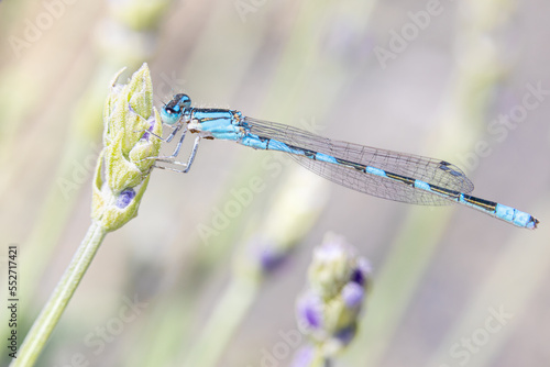 blue dragonfly on a lavender plant