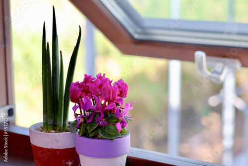 窓辺の景色　二階の窓に飾られた観葉植物　窓のある生活　癒やしの空間