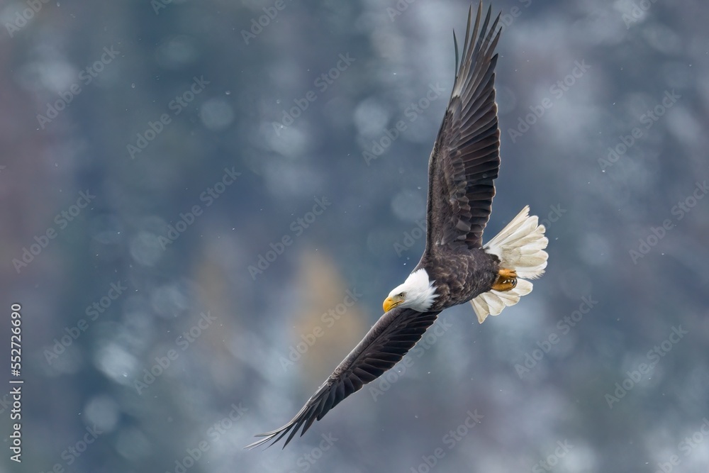 Obraz premium Bald eagle soaring with wings spread wide.
