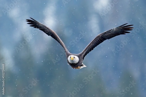 Bald eagle flying in snow.