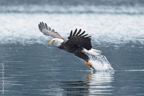Bald eagle snatches a fish from the lake.