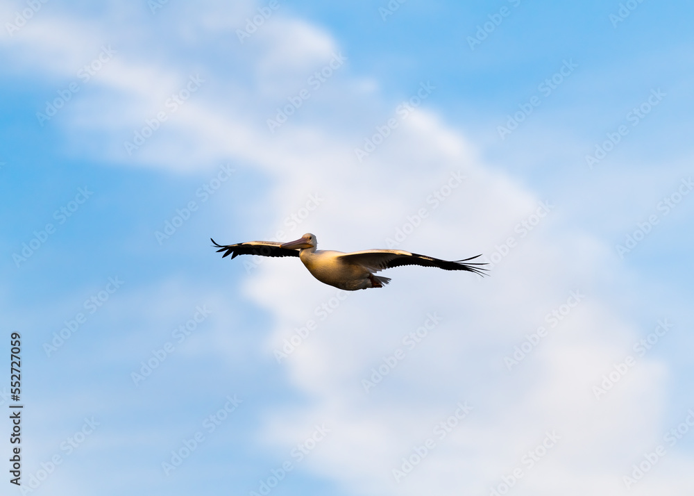 Photograph of an American White Pelican Photograph of an American White Pelican