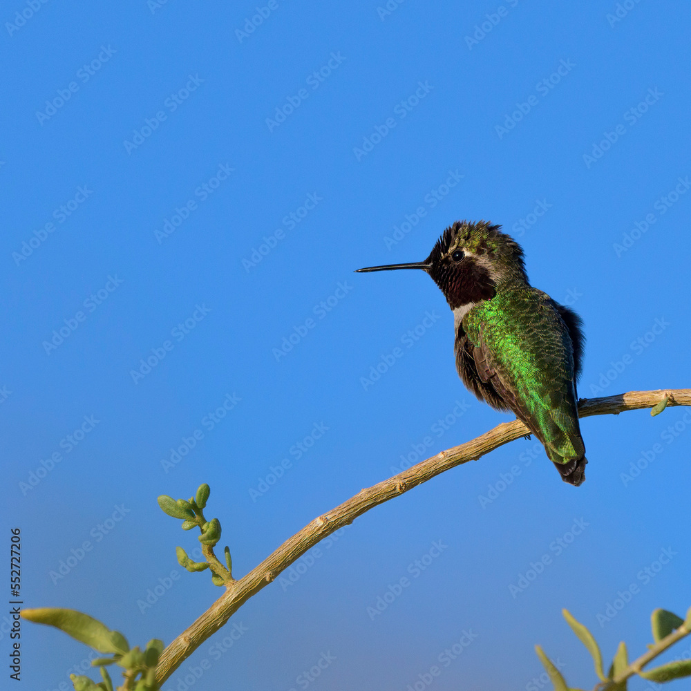Obraz premium Photograph of an Anna's Hummingbird