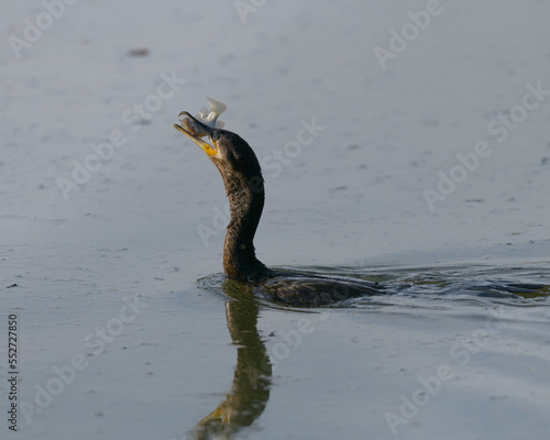 Photograph of a Cormorant eating a fish © Christopher