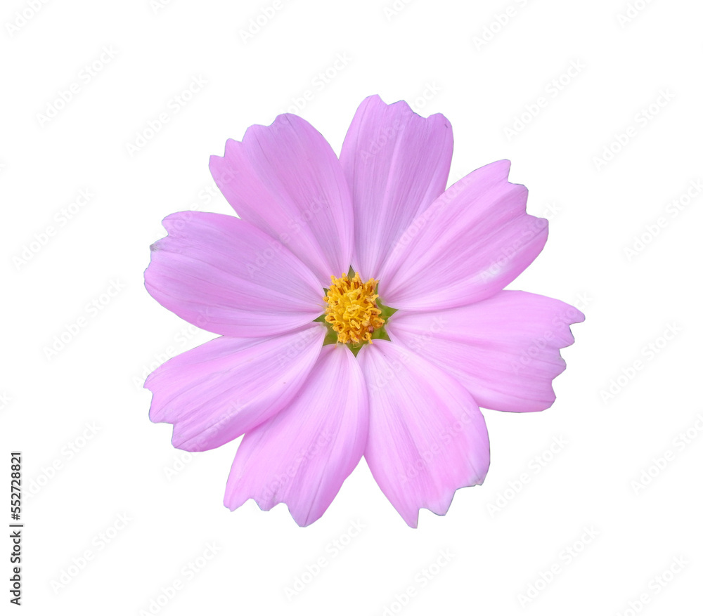 closeup blossom flower pink fresh nature beautiful isolated