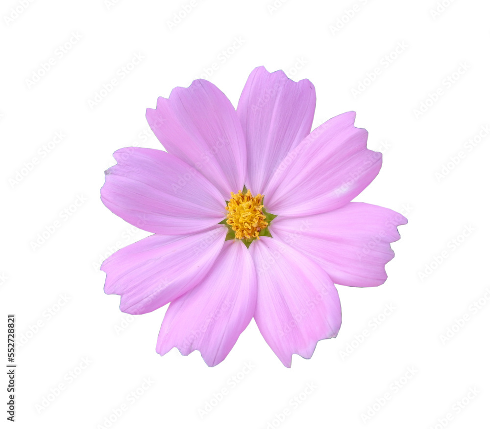 closeup blossom flower pink fresh nature beautiful isolated closeup blossom flower pink fresh nature beautiful isolated