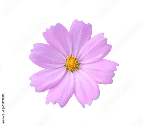 closeup blossom flower pink fresh nature beautiful isolated