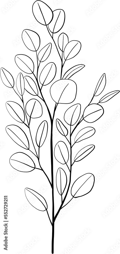 simplicity eucalyptus leaf freehand drawing. simplicity eucalyptus leaf freehand drawing.