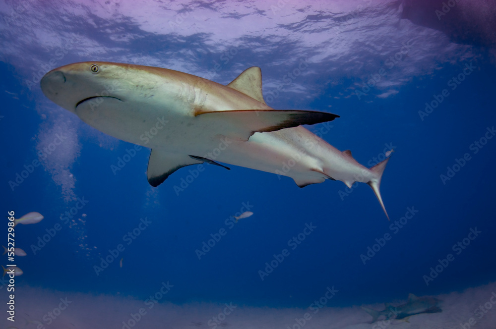 Obraz premium Caribbean reef sharks are the most common around the Bahamas