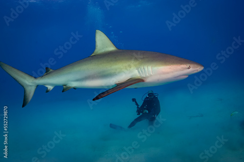 Caribbean reef sharks are the most common around the Bahamas © scubagreg123
