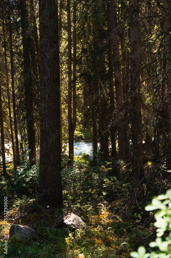 Fototapeta premium forest in autumn
