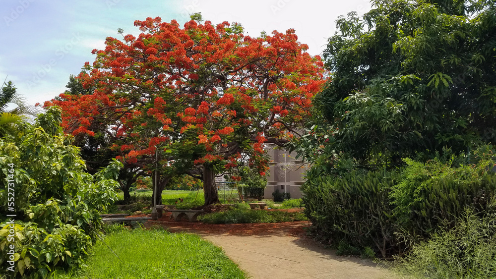 Royal Poinciana tree in a park in Havana Cuba