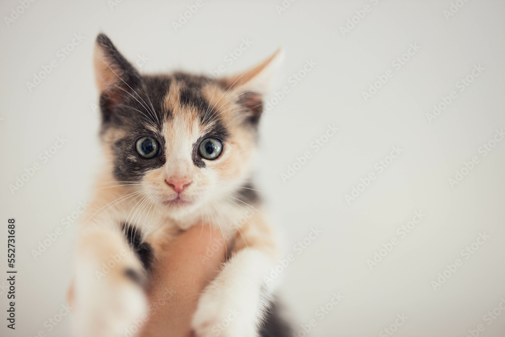 Fluffy young 8 Week old Calico Tri colored Kitten Held High in the Air Looking down Fluffy young 8 Week old Calico Tri colored Kitten Held High in the Air Looking down