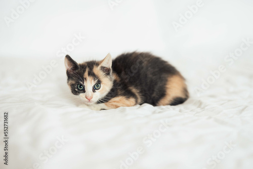 Fluffy Cute Calico Tri Colored Young Kitten Sitting and Laying Down on a Bed