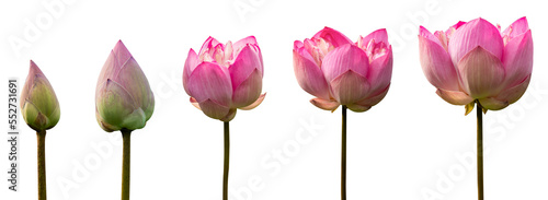 Fotografia Lotus flower or pink lotus isolated on white background in Thailand