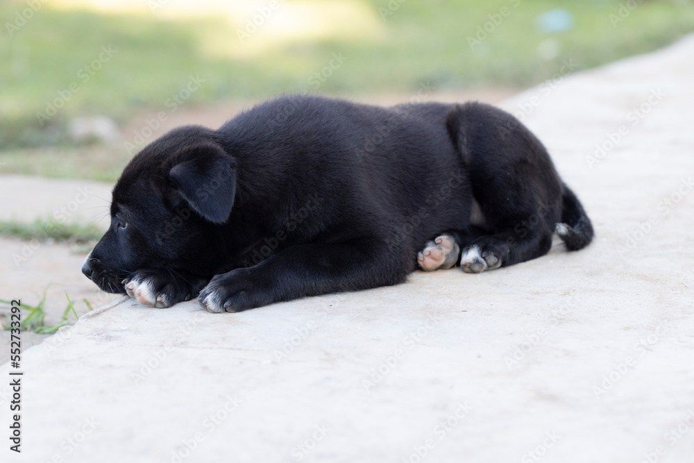 street puppies sleep on the ground street puppies sleep on the ground