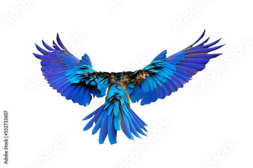 Colorful feathers on the back of macaw parrot isolated on transparent background png file © Passakorn