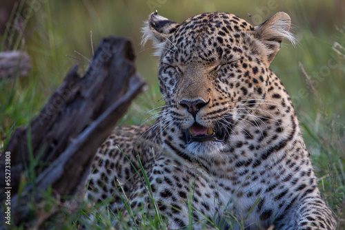 Adult leopard lying down in dry bush - Kenya.