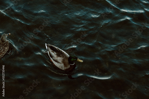 Duck swimming.