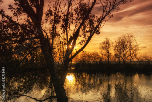 Sunset at Lake Apopka with Trees Reflected in the Water