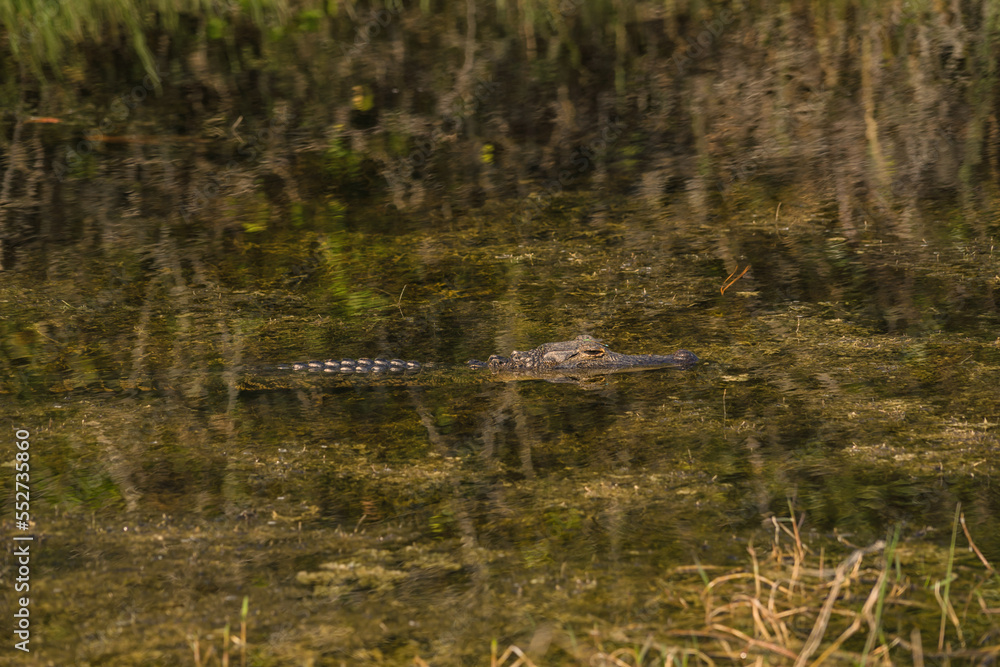 American Crocodile Submerged in the Water American Crocodile Submerged in the Water