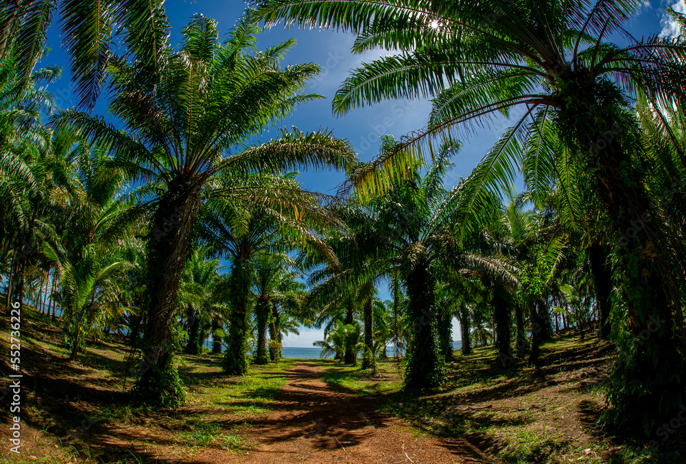 Fototapeta premium Thailand beach Chumphon zone