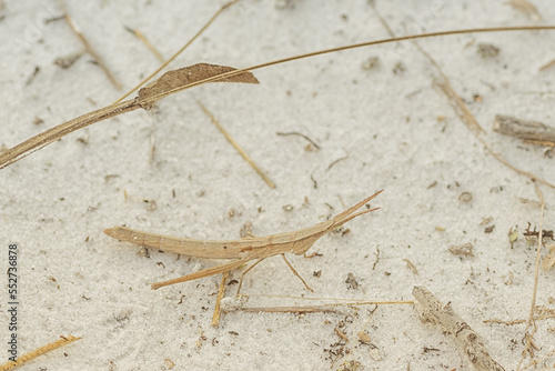 A toothpick Grasshopper Siting in White Sand