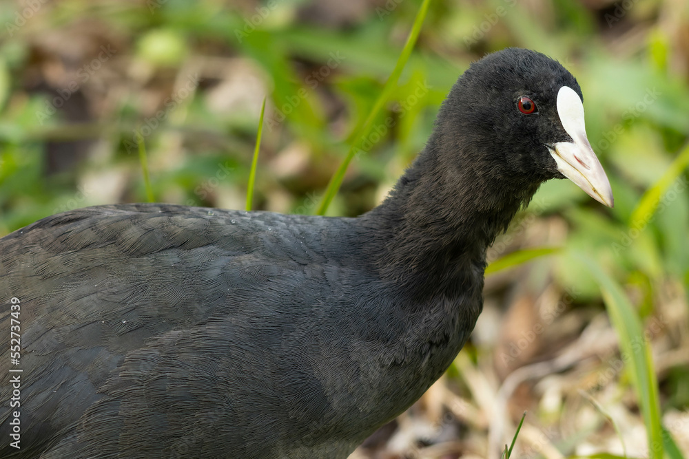 Obraz premium 森で出会ったオオバン