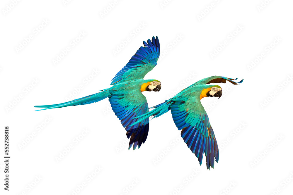 Fototapeta premium Colorful flying parrot isolated on transparent background png file