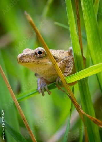 A small spring peeper perches on a blade of grass. photo