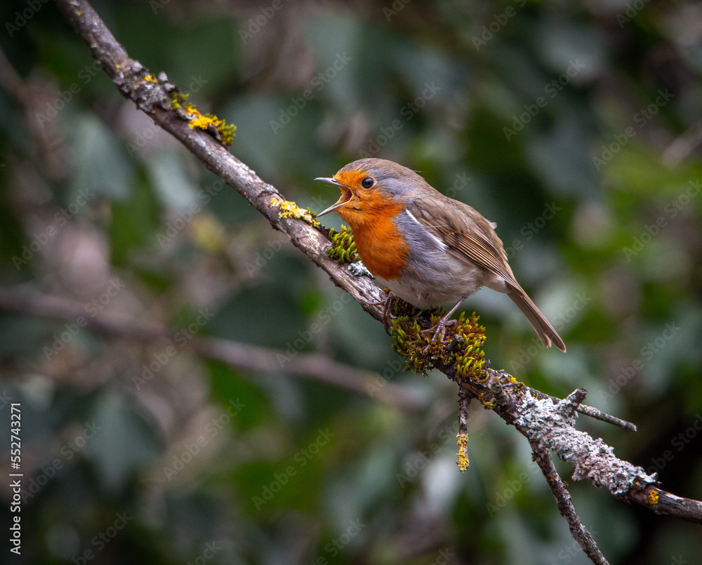 Little bird Little bird