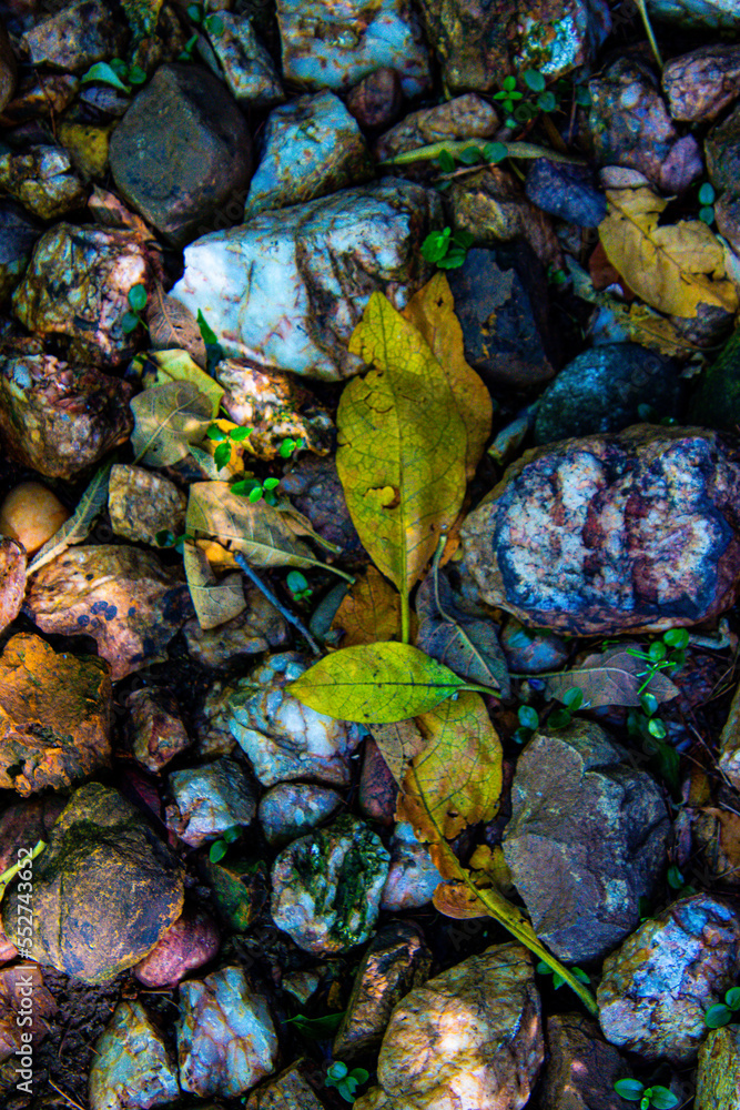 Fine art image of rocks and fallen leaves Fine art image of rocks and fallen leaves