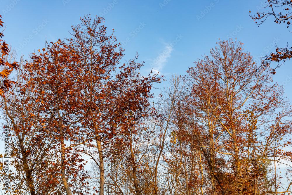 Beautiful autumn foliage of maple trees on a sunny day with blue sky background Beautiful autumn foliage of maple trees on a sunny day with blue sky background