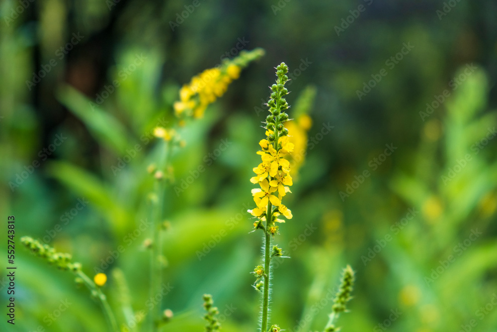 yellow flowers in the garden yellow flowers in the garden