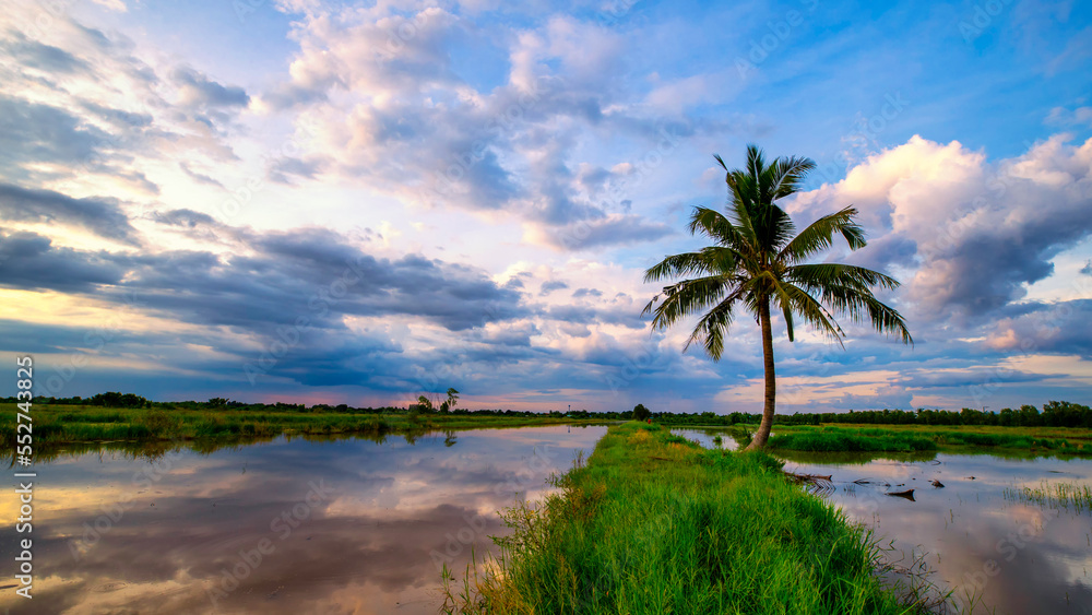 A coconut tree was born on a dike with flood waters on either side and a beautiful sky. A coconut tree was born on a dike with flood waters on either side and a beautiful sky.