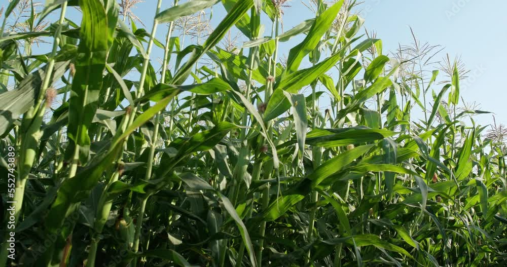 Cornfield. Corn field on a background of bright sunlight . Cornfield. Corn field on a background of bright sunlight .