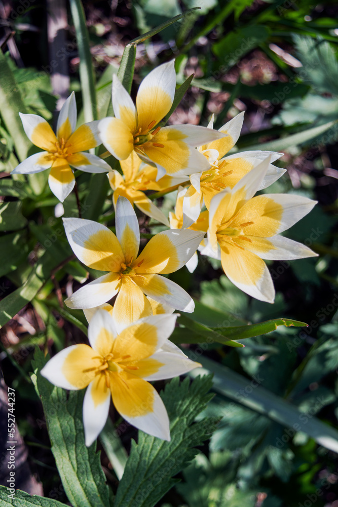 Fototapeta premium Wild Botanical Tulip Tarda Dasistemon. Beautiful blooming yellow tulips in the garden; botanical tulip Tarda dasystemon.