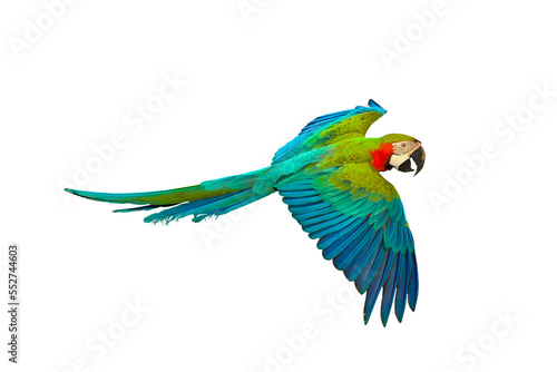 Colorful Harlequin macaw flying isolated on transparent background png file