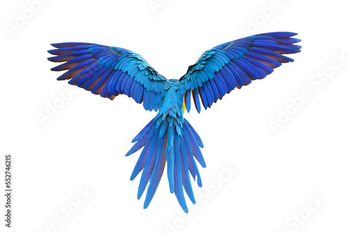 Colorful feathers on the back of macaw parrot isolated on transparent background png file © Passakorn