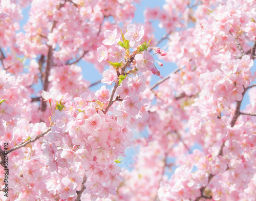 満開の早咲きの河津桜