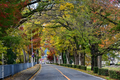 錦秋の朝の京都市北区の加茂街道 街路樹