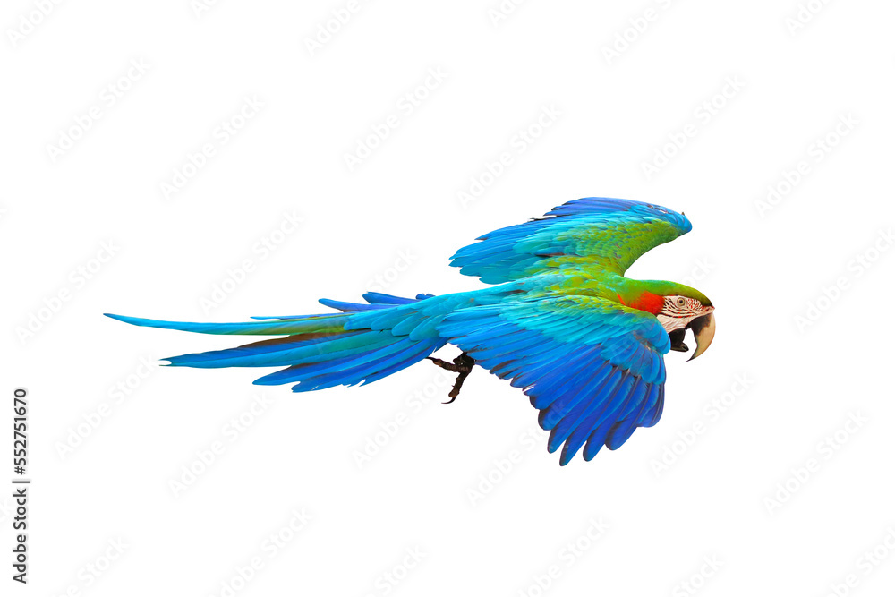 Obraz premium Colorful Harlequin macaw flying isolated on transparent background png file